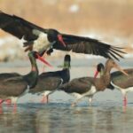 亿万28app的用户群体:谁在使用这款应用? 3ul4j