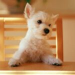 旺财28的成功秘诀,教你如何理财 cihakz1